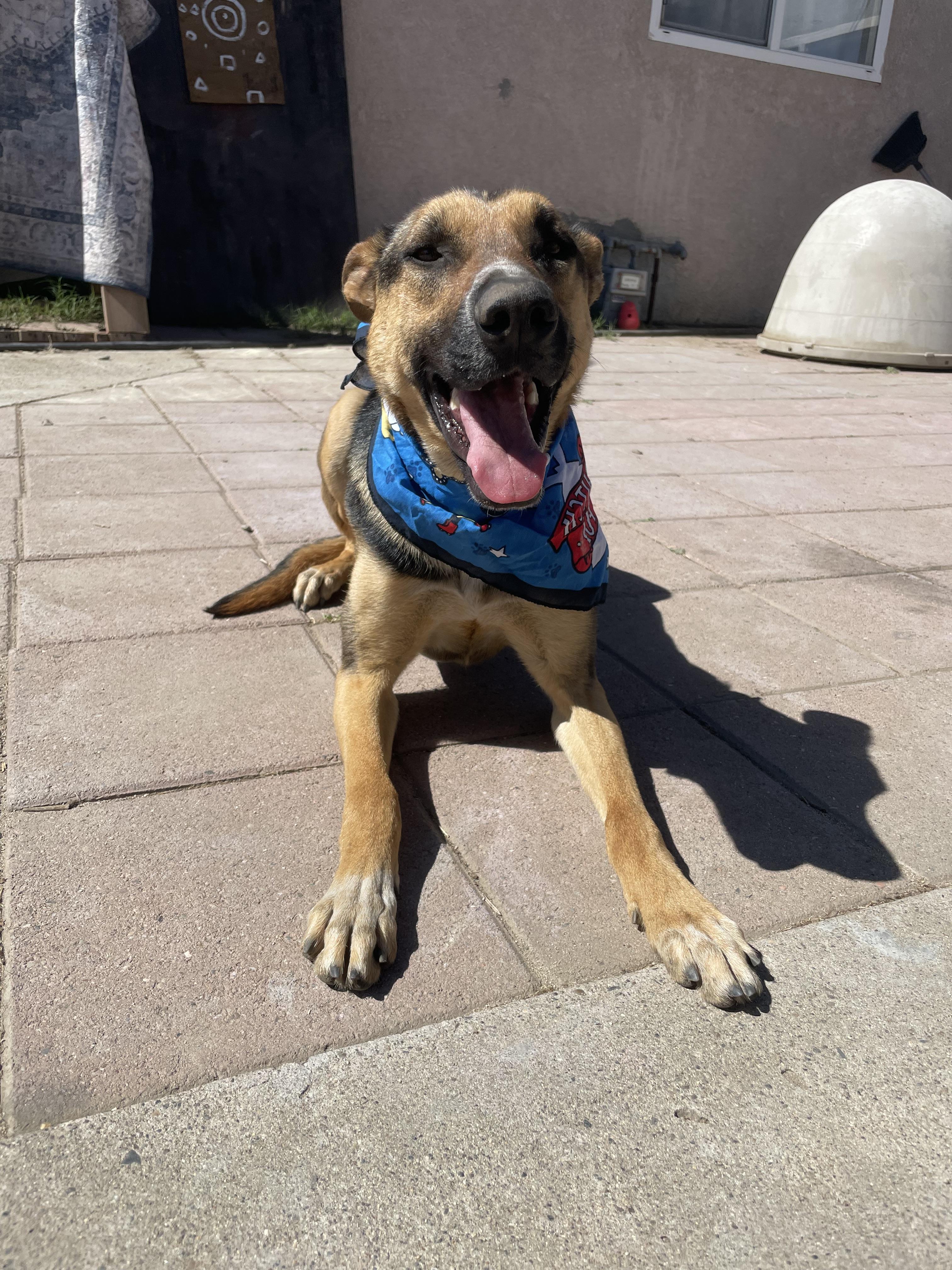 Enlarge Bolt, a Adoptable mixed breed in Tracy, CA image 6/6