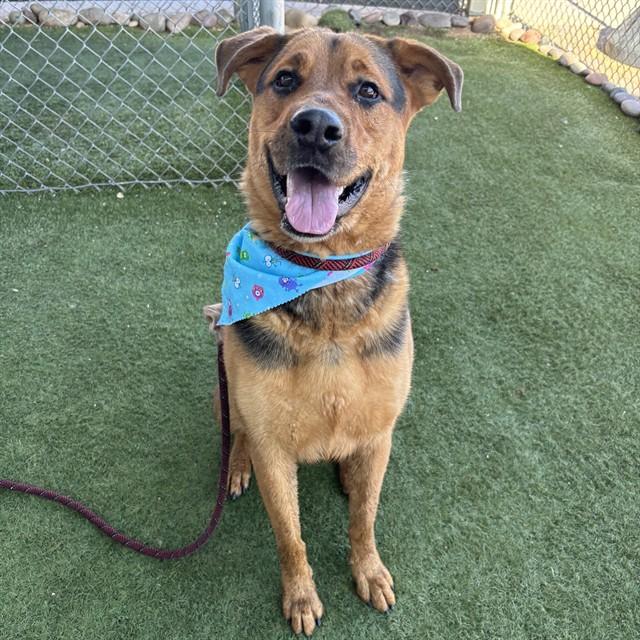 Enlarge ARTHUR, a Adoptable German Shepherd Dog in Phoenix, AZ image 1/1