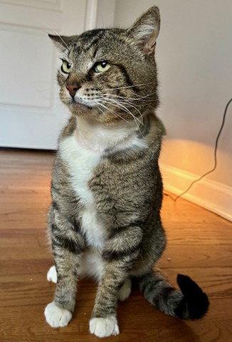 Enlarge LARRY - Just Wants to be LOVED!, a Adoptable mixed breed in Atlanta, GA image 1/3