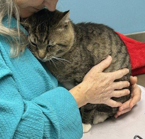 Enlarge LARRY - Just Wants to be LOVED!, a Adoptable mixed breed in Atlanta, GA image 2/3