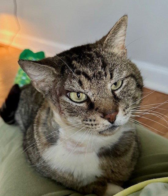 Enlarge LARRY - Just Wants to be LOVED!, a Adoptable mixed breed in Atlanta, GA image 3/3