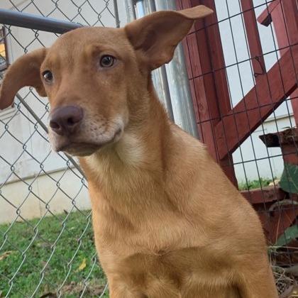 Charly, a Adoptable mixed breed in Tyler, TX image 1/4
