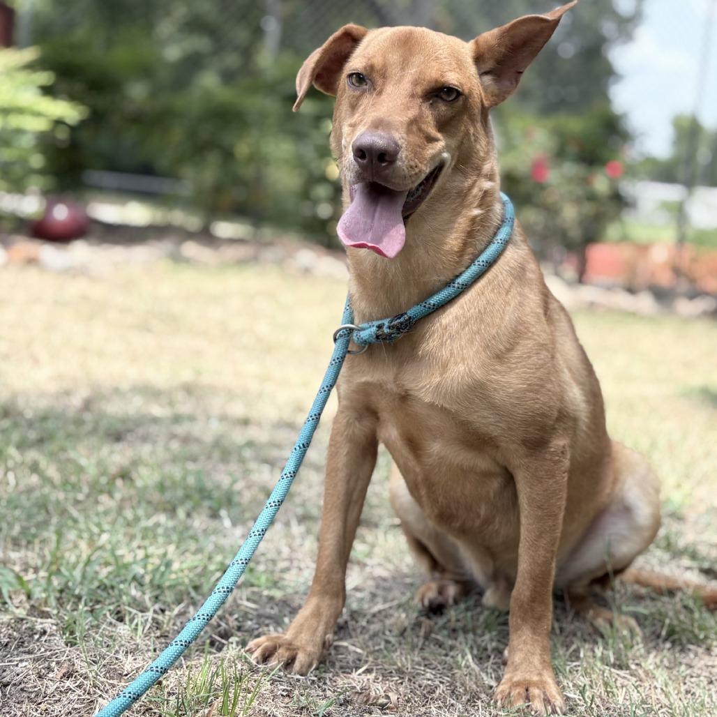 Charly, a Adoptable mixed breed in Tyler, TX image 3/6