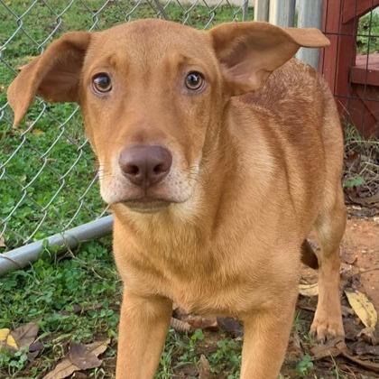 Charly, a Adoptable mixed breed in Tyler, TX image 2/4