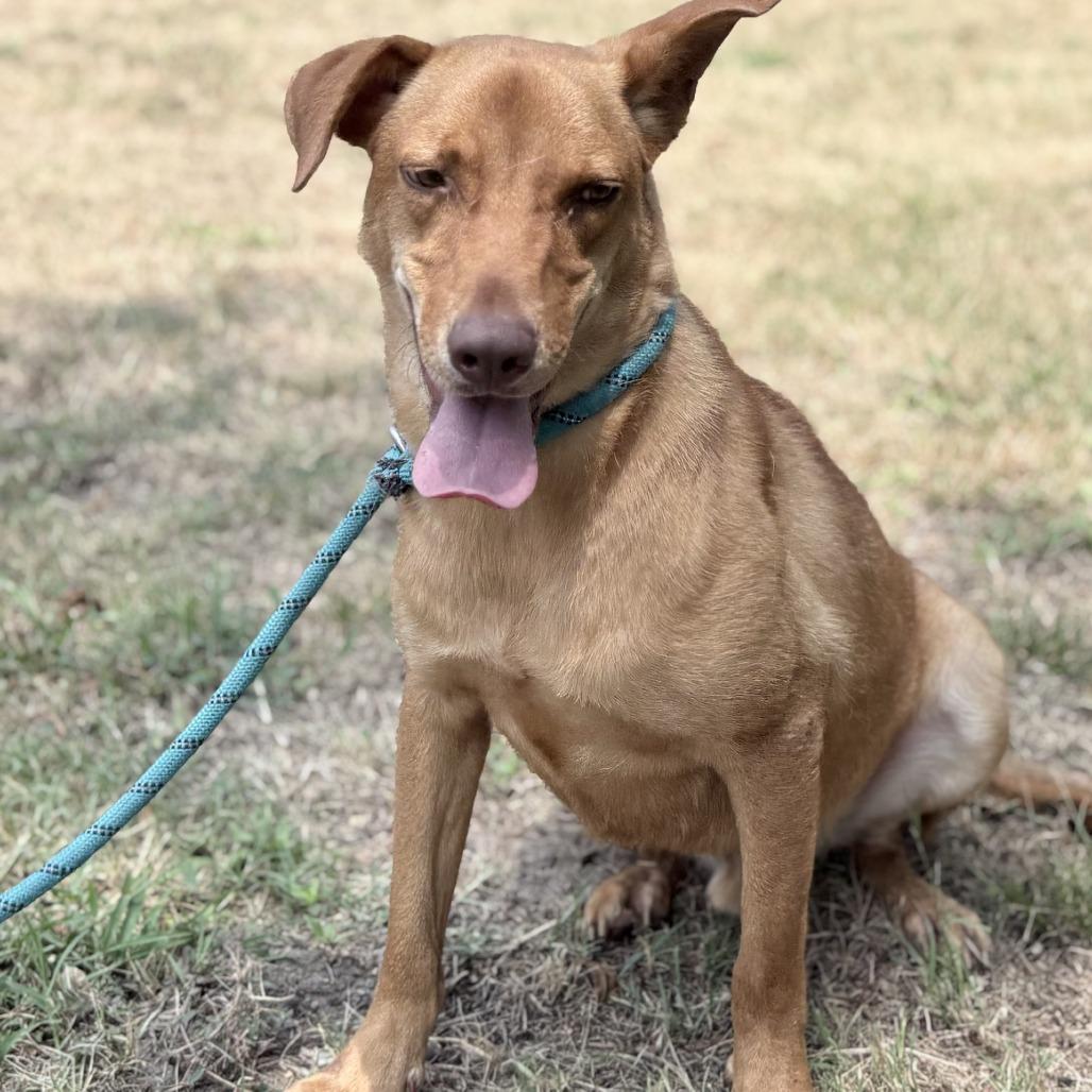 Charly, a Adoptable mixed breed in Tyler, TX image 5/6