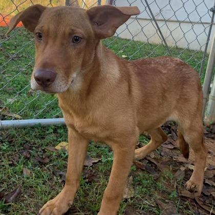 Charly, a Adoptable mixed breed in Tyler, TX image 3/4