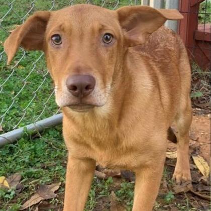 Charly, a Adoptable mixed breed in Tyler, TX image 4/4