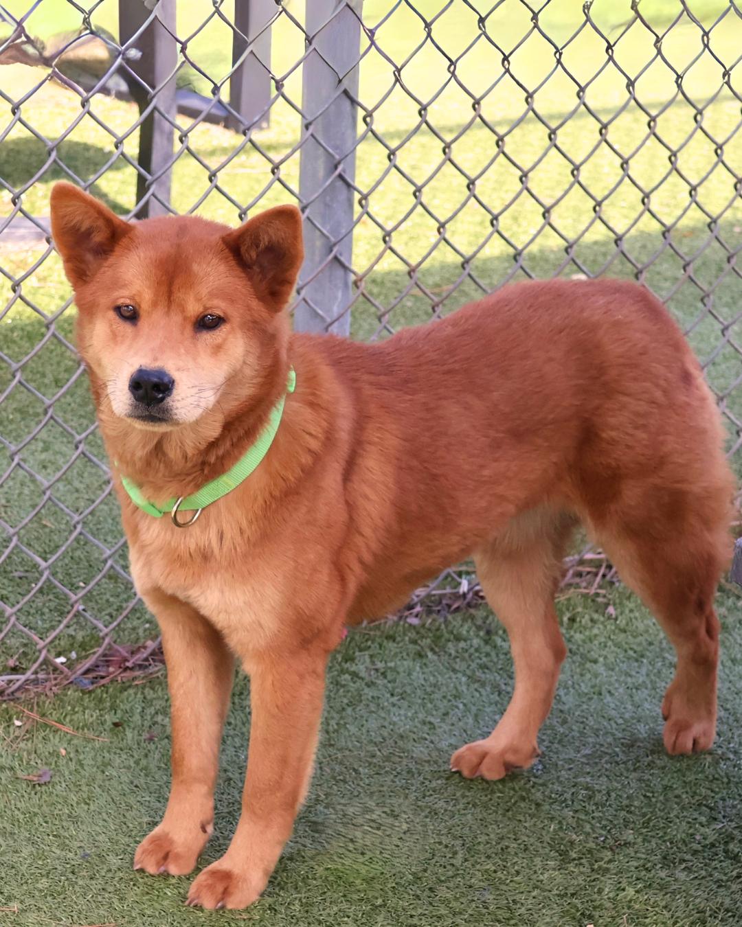 Pochita Shiba Inu Dog