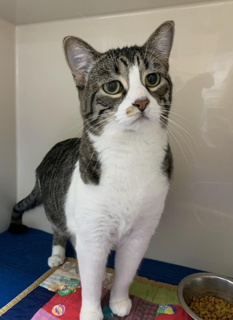 Enlarge Maui, an adopted Domestic Short Hair in wetaskiwin, AB image 1/1