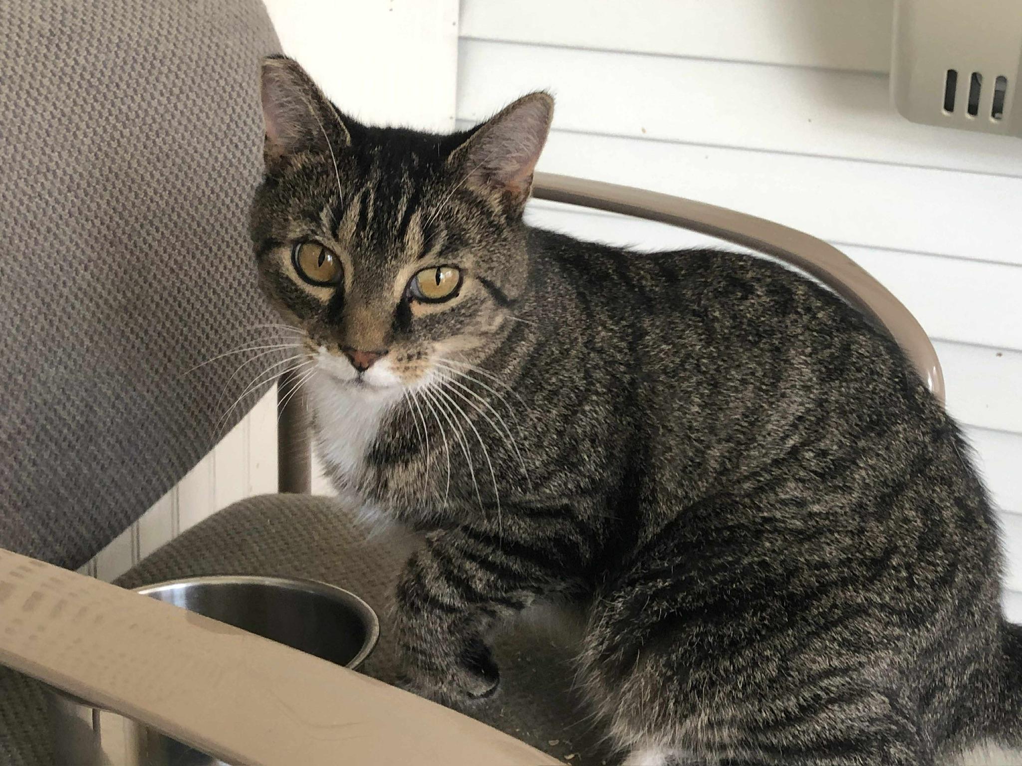 Kody, Adoptable, Young Male Tabby & Domestic Short Hair.