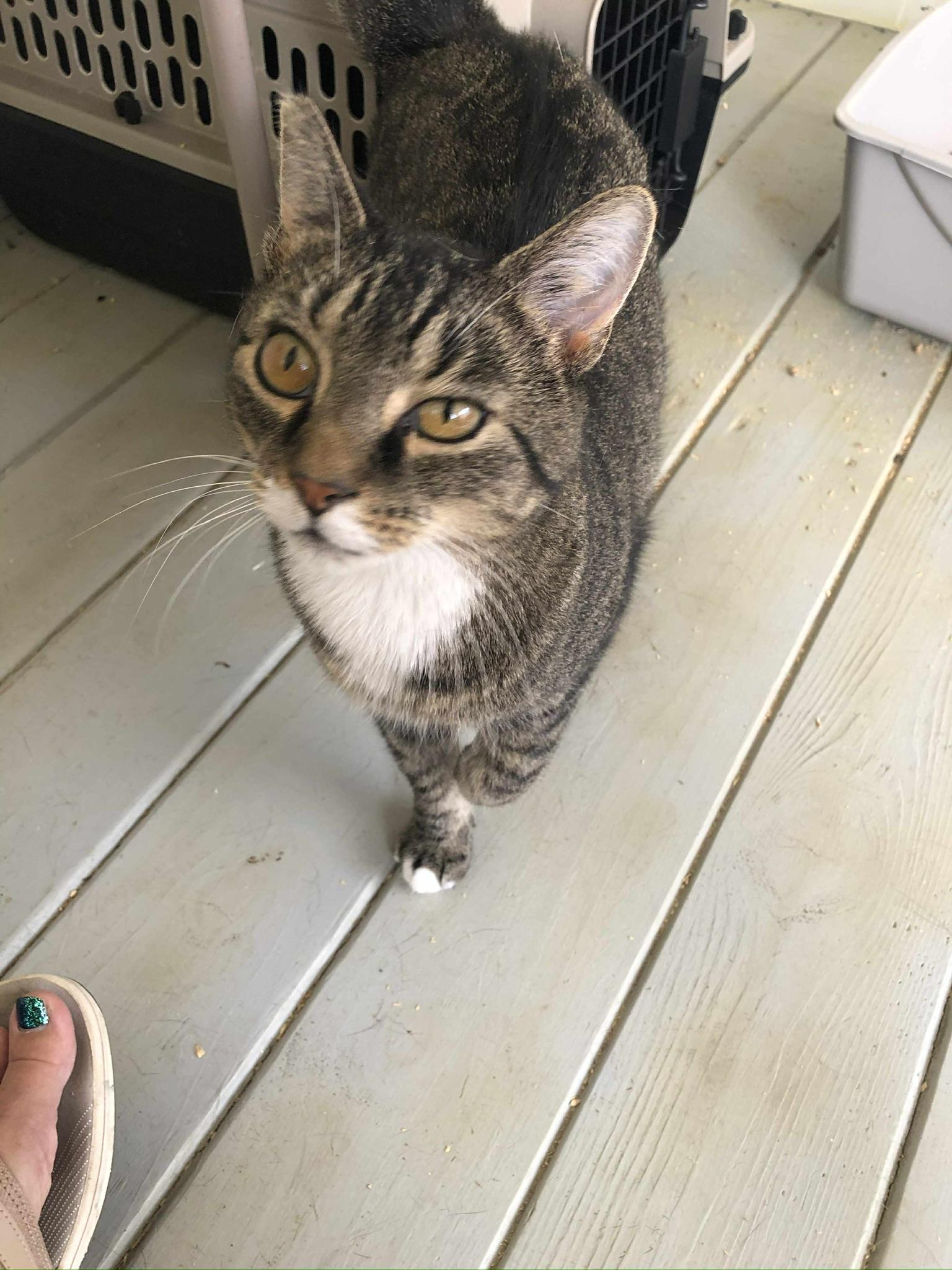 Enlarge Kody, a Adoptable mixed breed in Massillon , OH image 2/2