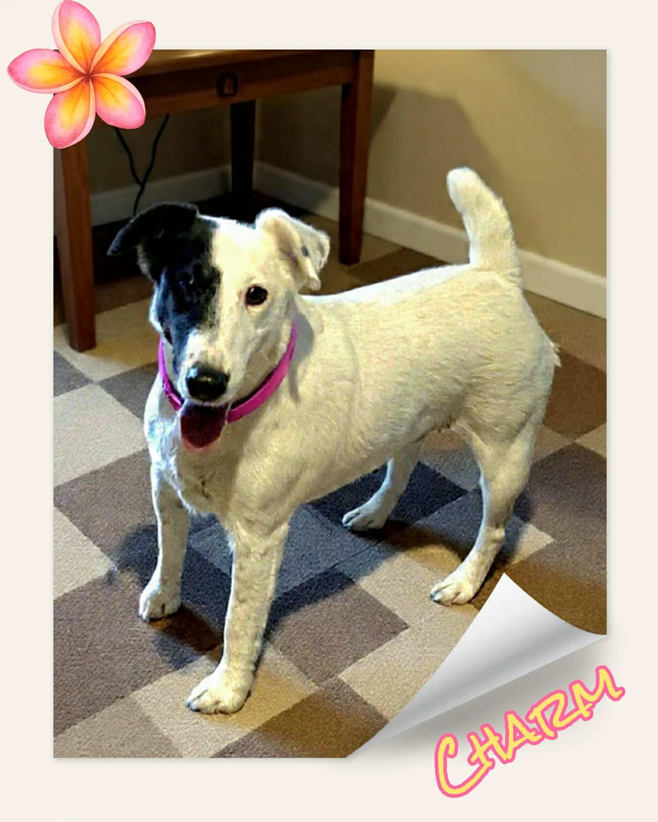 Enlarge Charm, a ADOPTABLE Fox Terrier in Grove, OK image 2/5