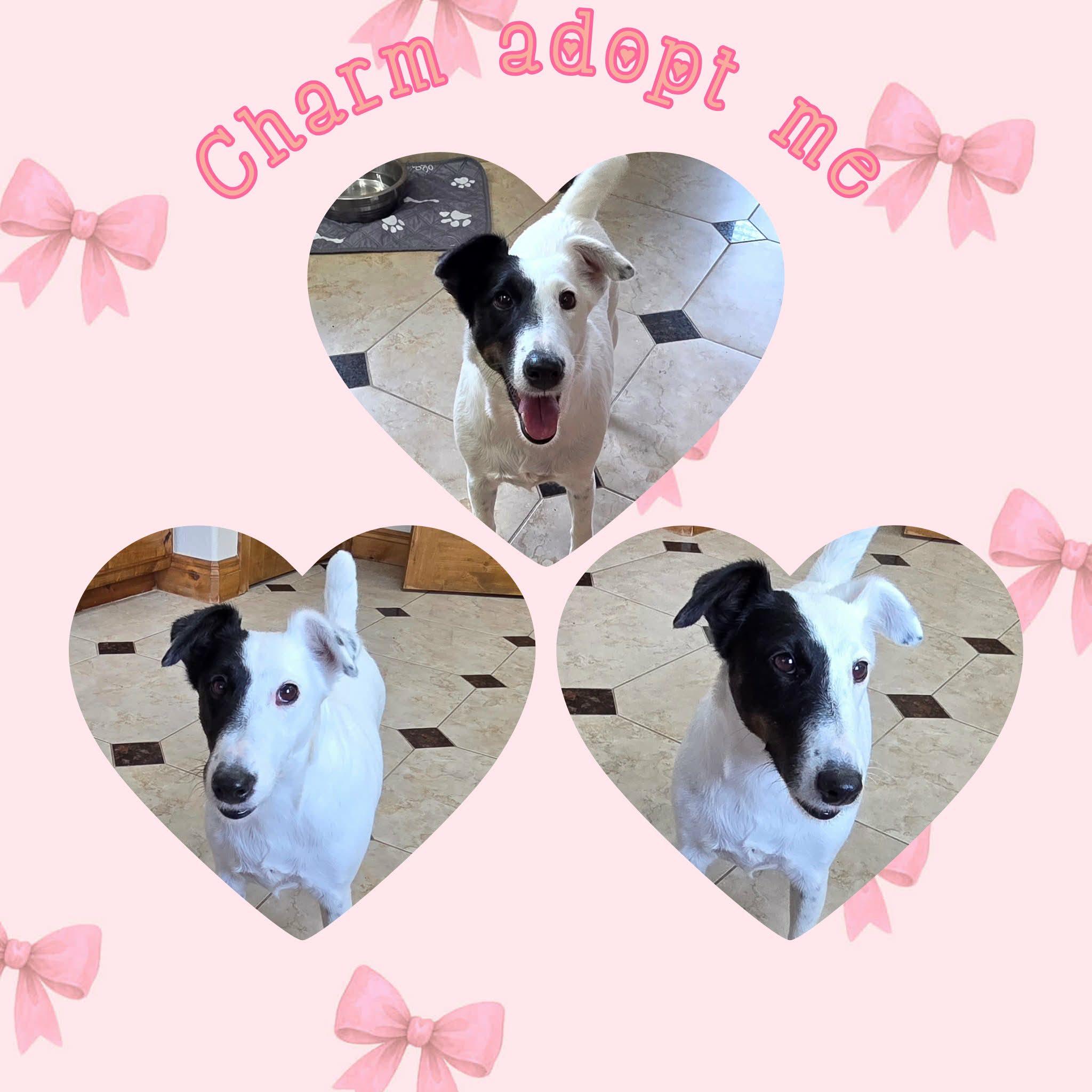 Enlarge Charm, a ADOPTABLE Fox Terrier in Grove, OK image 3/5
