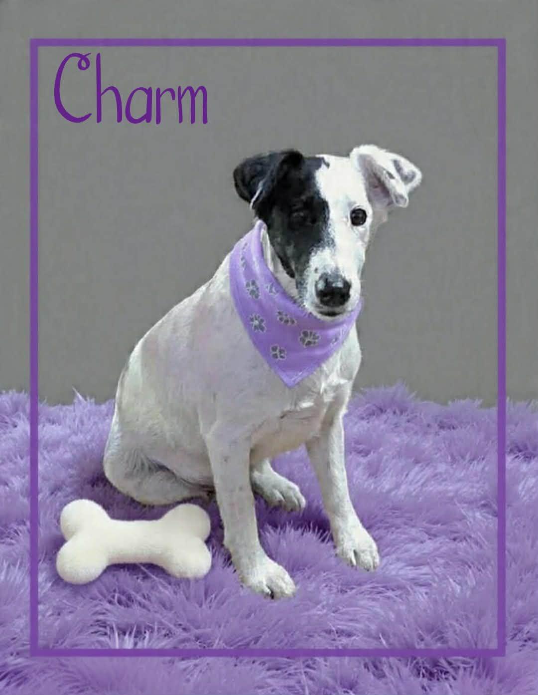 Enlarge Charm, a ADOPTABLE Fox Terrier in Grove, OK image 4/5