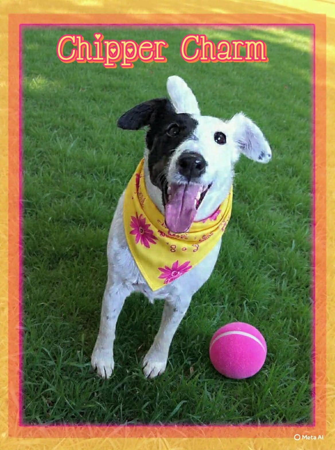 Enlarge Charm, a ADOPTABLE Fox Terrier in Grove, OK image 5/5