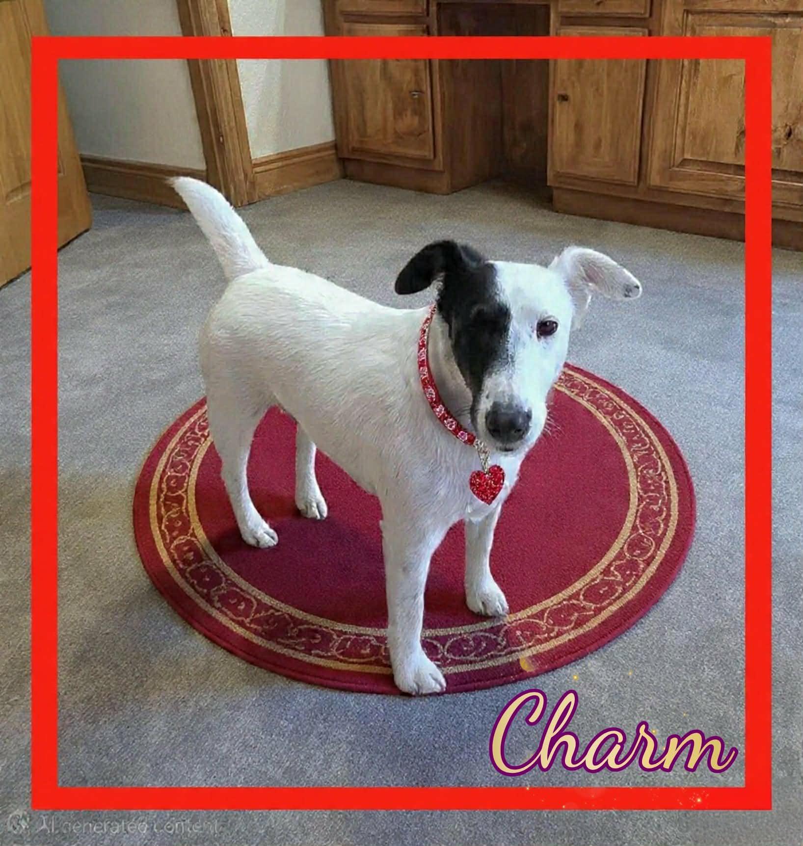 Charm, ADOPTABLE, Adult Female Fox Terrier.