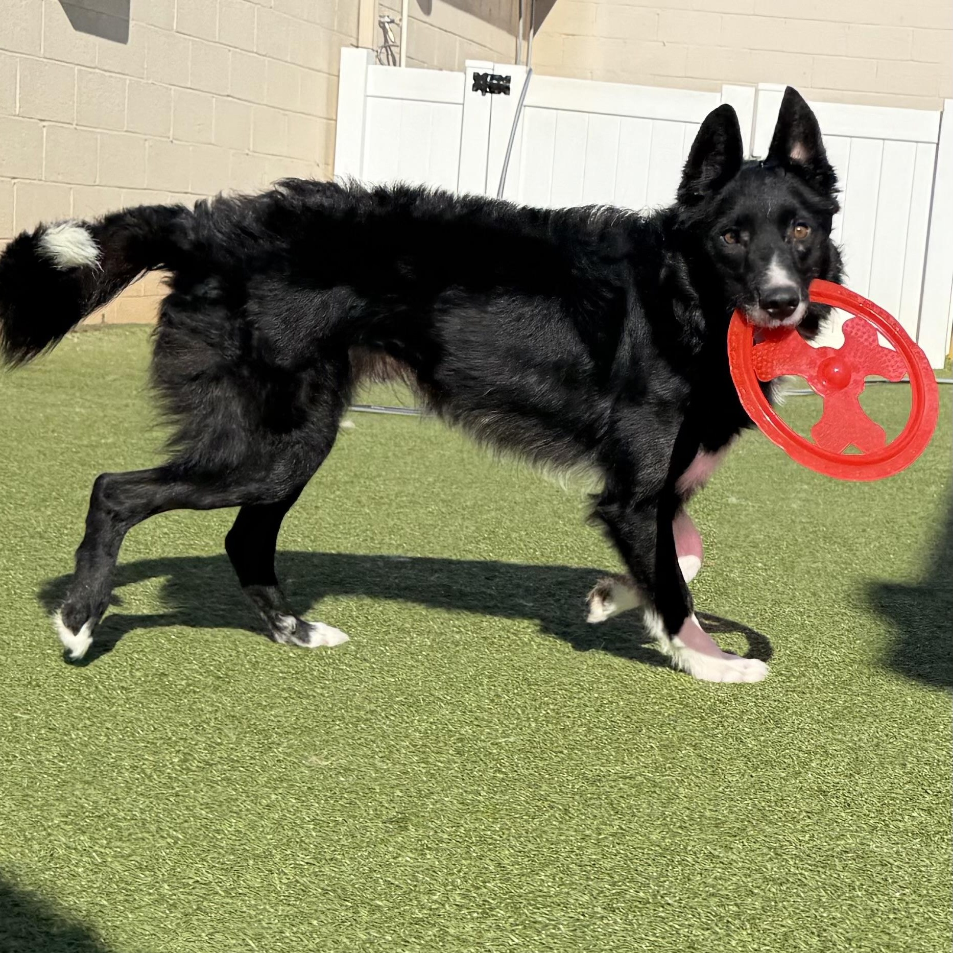 Enlarge Shaun, an adoptable Border Collie in Charlotte, NC image 2/4