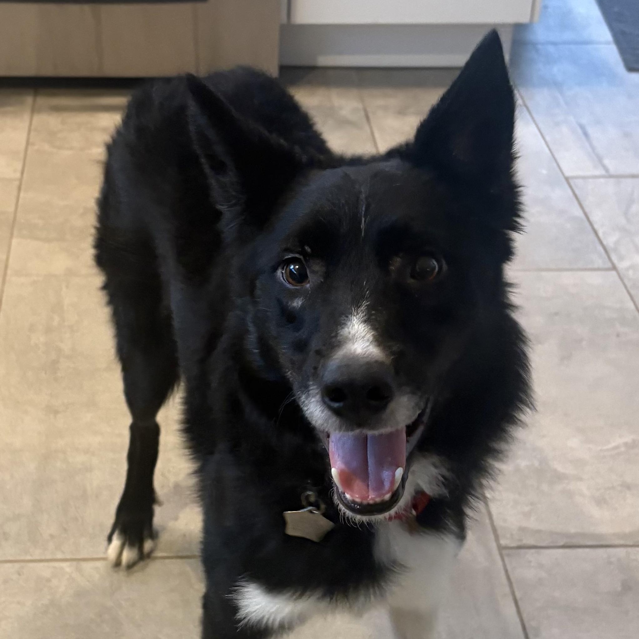 Enlarge Shaun, an adoptable Border Collie in Charlotte, NC image 1/6