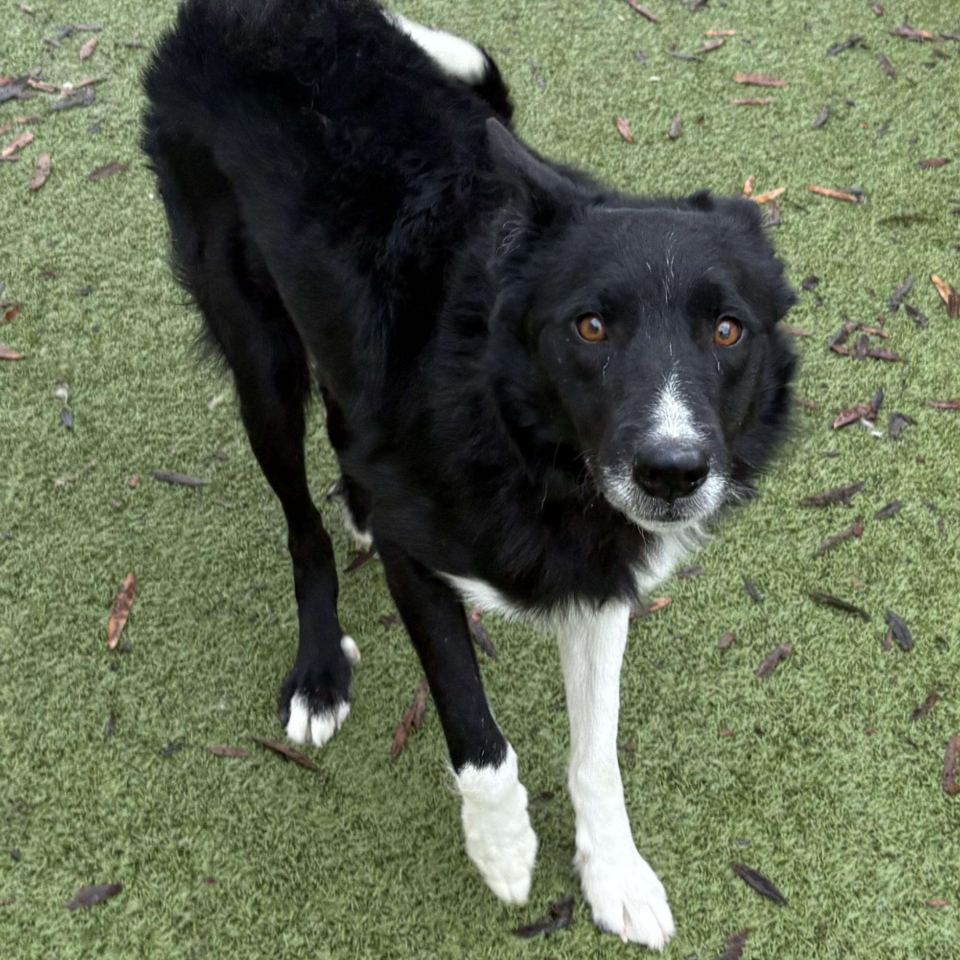 Shaun, adoptable, Young Male Border Collie.