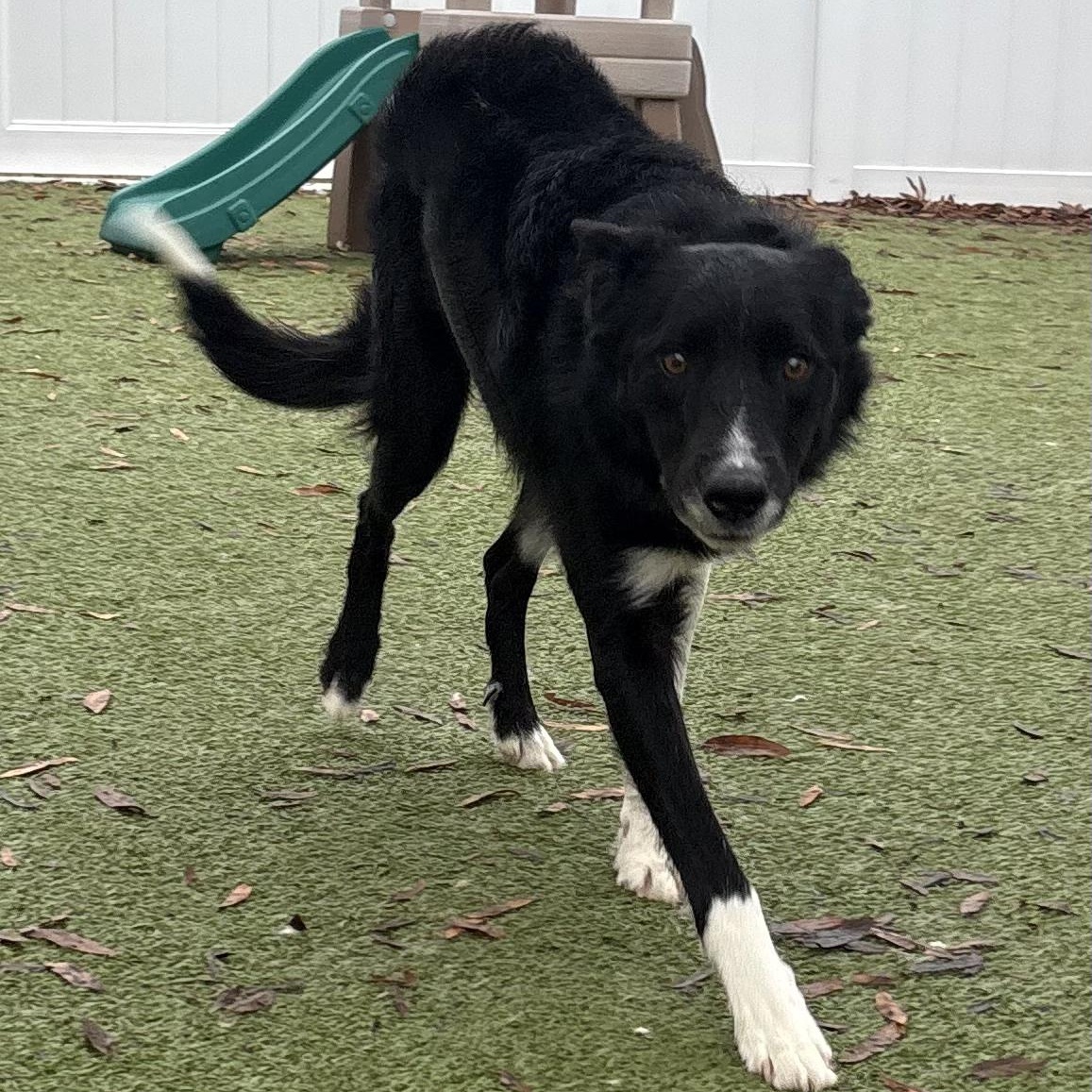Shaun, an adoptable Border Collie in Rock Hill, SC image 2/2