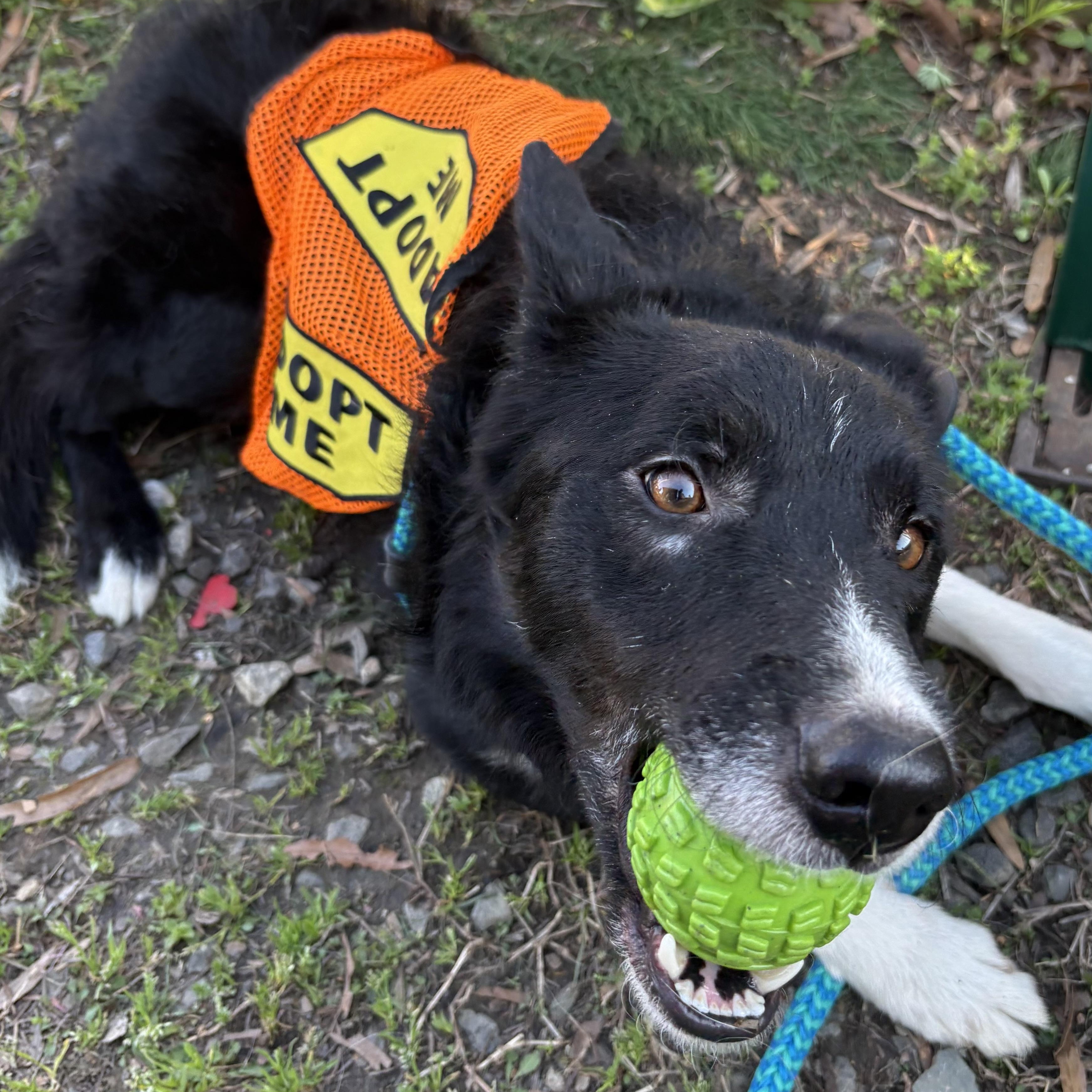 Enlarge Shaun, an adoptable Border Collie in Charlotte, NC image 6/6