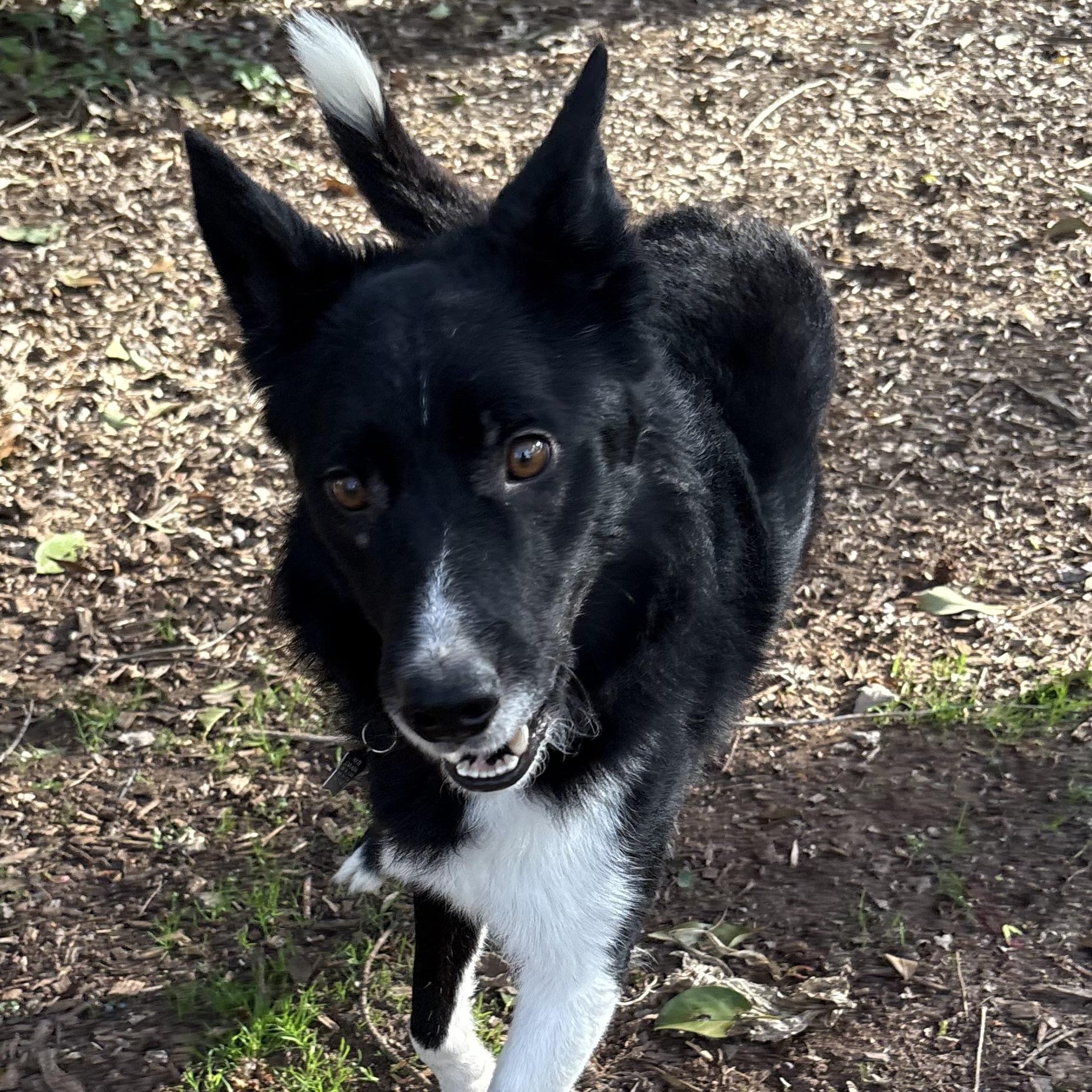 Enlarge Shaun, an adoptable Border Collie in Charlotte, NC image 4/6