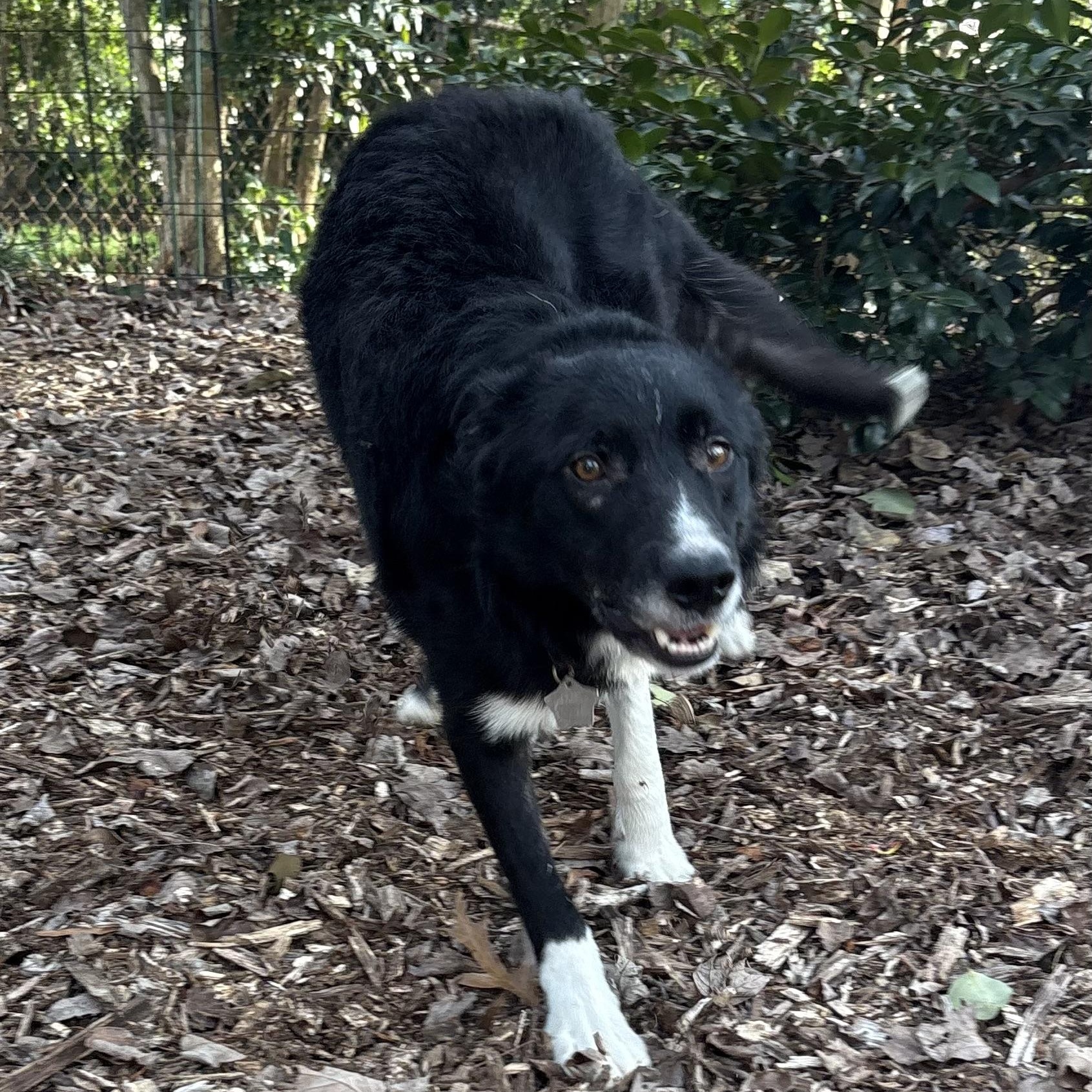 Enlarge Shaun, an adoptable Border Collie in Charlotte, NC image 2/6