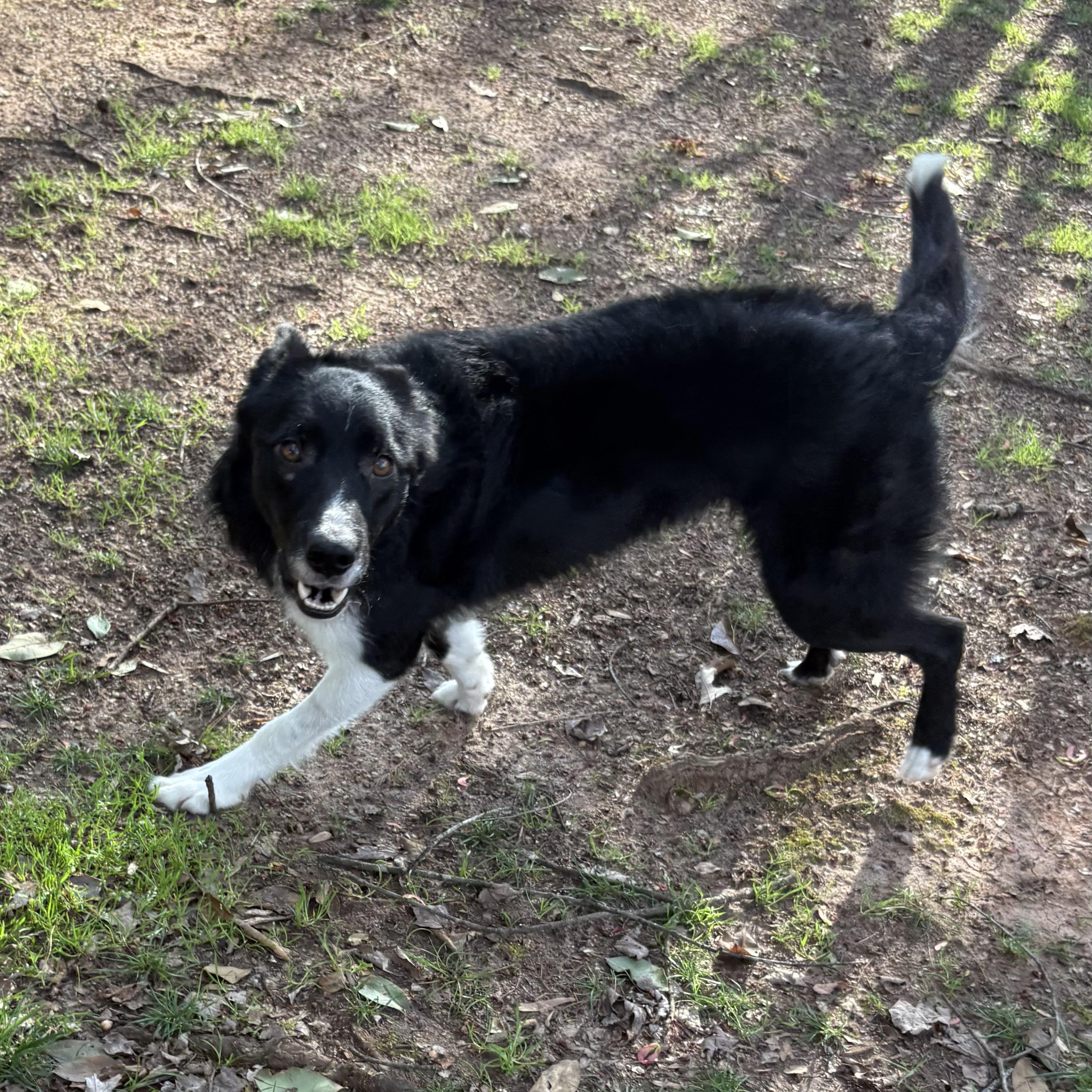 Enlarge Shaun, an adoptable Border Collie in Charlotte, NC image 5/6