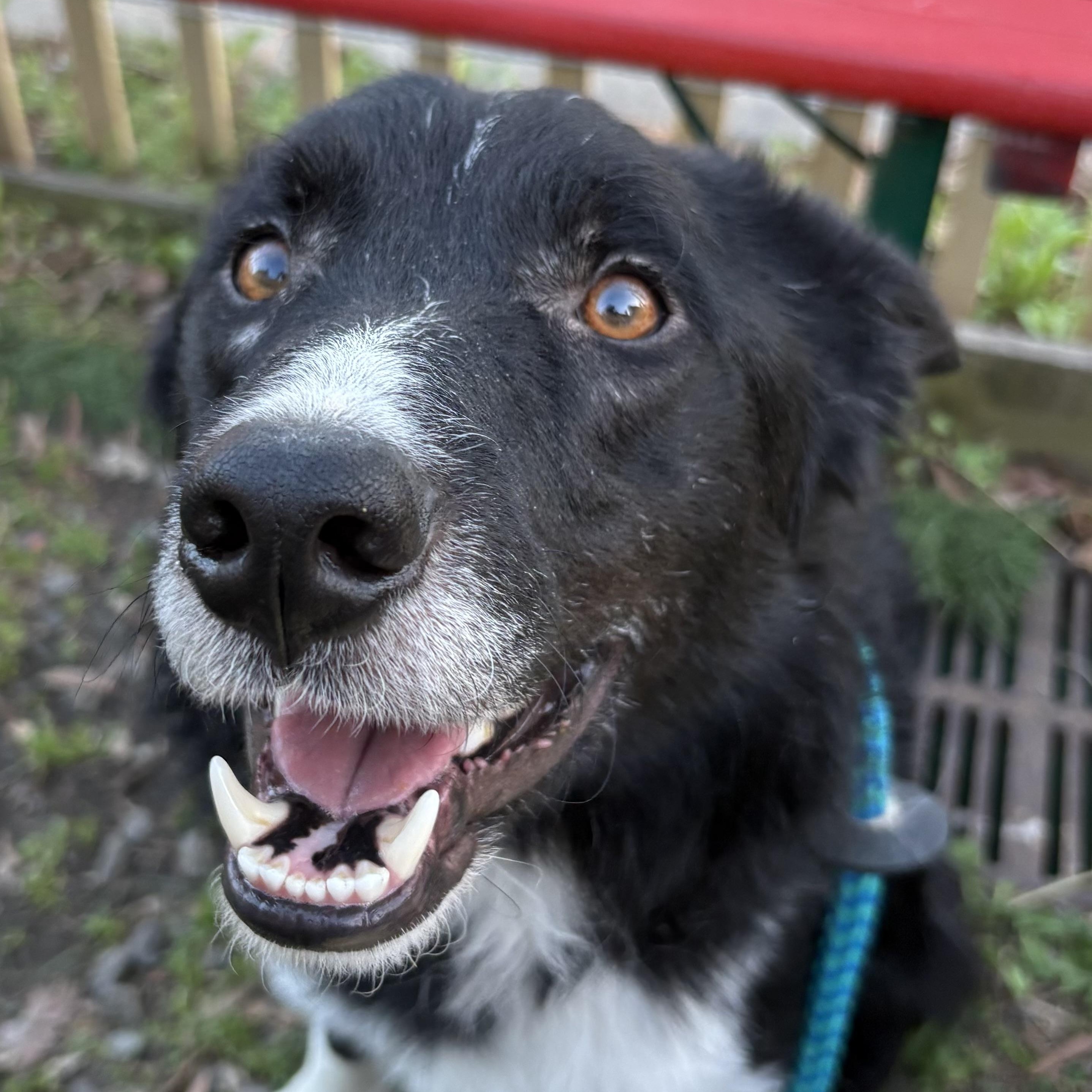 Enlarge Shaun, an adoptable Border Collie in Charlotte, NC image 3/6