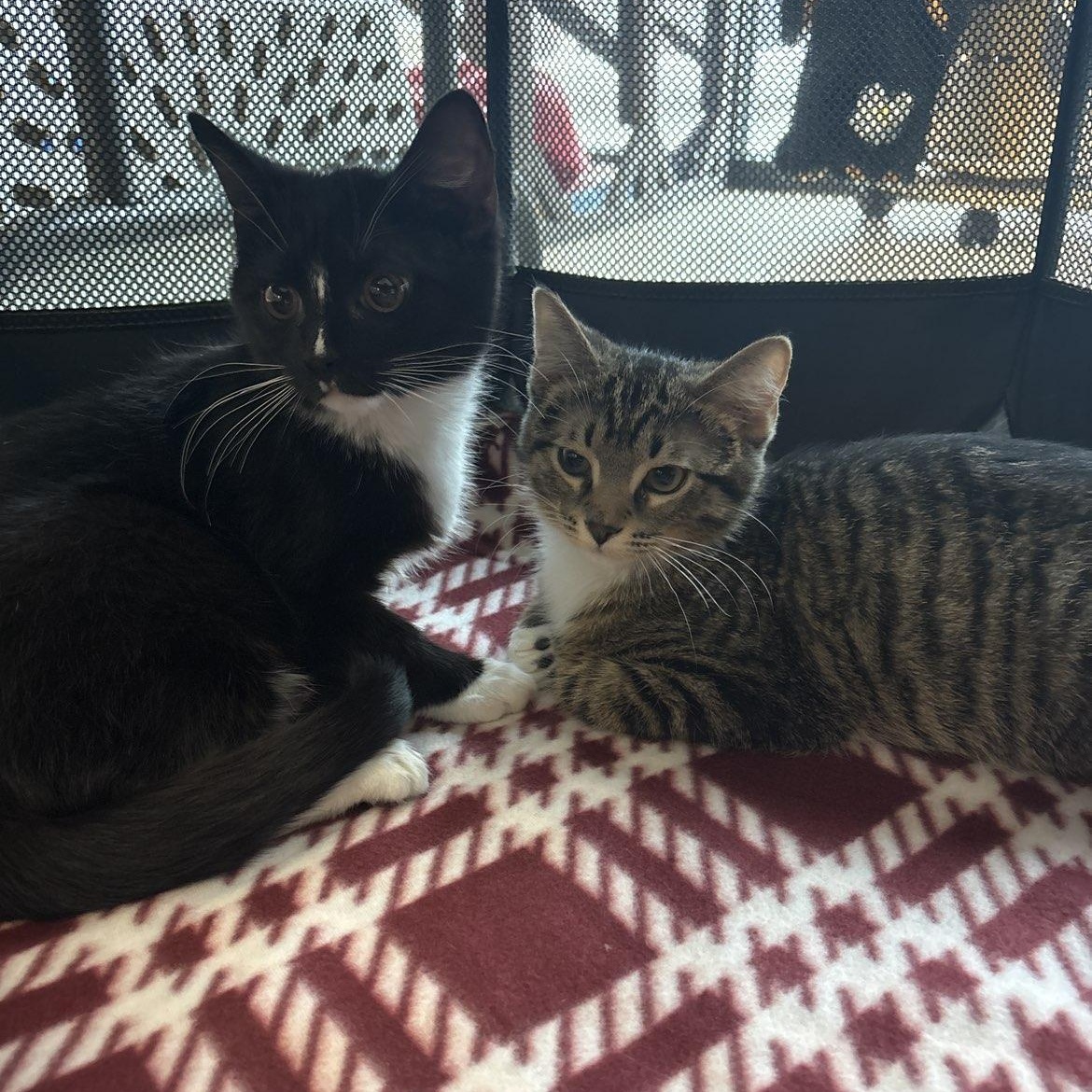 Enlarge Toofer and Flynn, an adopted Domestic Short Hair in Pardeeville, WI image 1/6