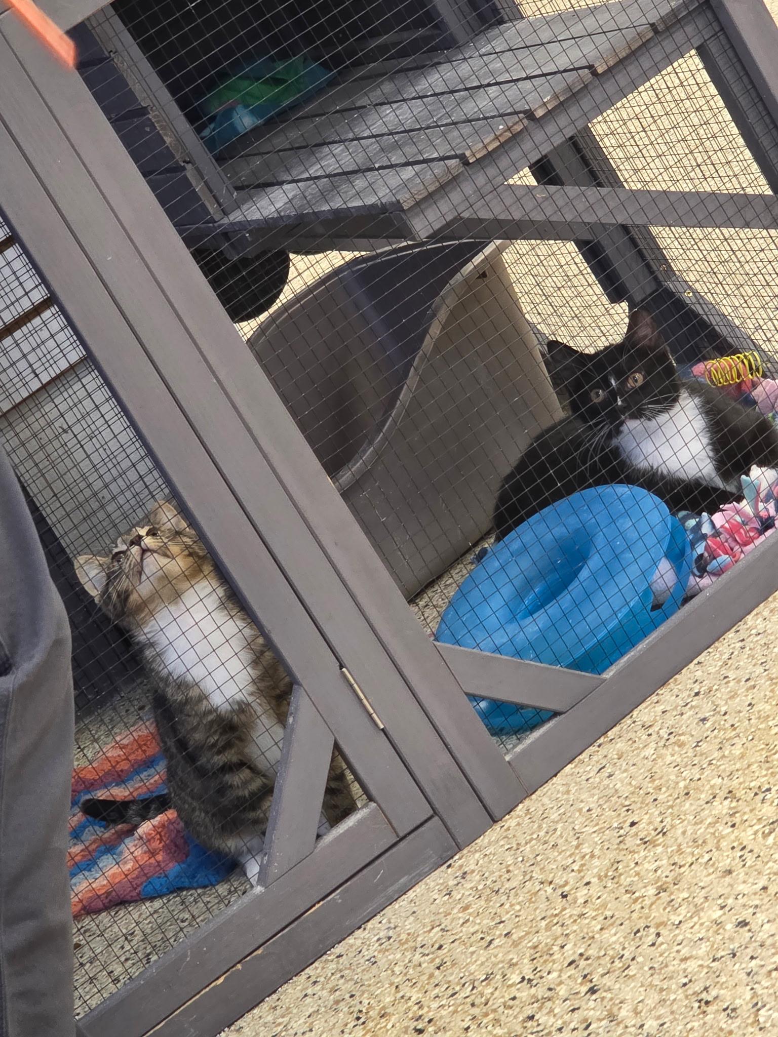 Enlarge Toofer and Flynn, an adopted Domestic Short Hair in Pardeeville, WI image 4/6