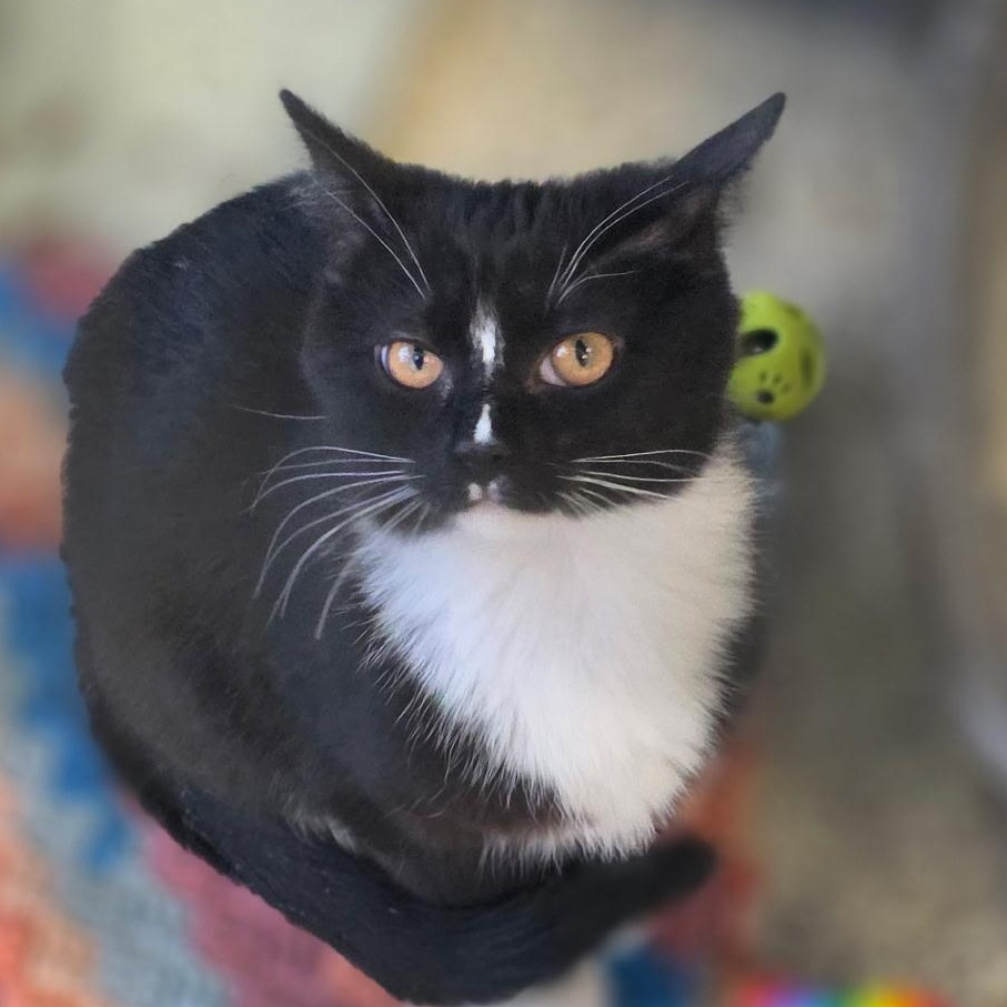 Enlarge Toofer and Flynn, an adopted Domestic Short Hair in Pardeeville, WI image 5/6