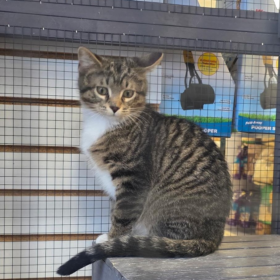 Enlarge Toofer and Flynn, an adopted Domestic Short Hair in Pardeeville, WI image 2/6