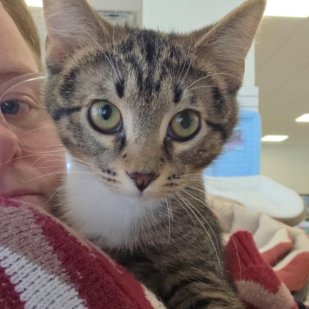 Enlarge Toofer and Flynn, an adopted Domestic Short Hair in Pardeeville, WI image 3/6