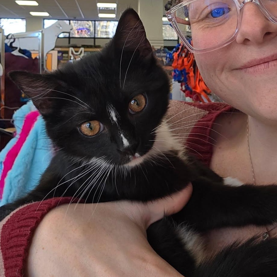 Enlarge Toofer and Flynn, an adopted Domestic Short Hair in Pardeeville, WI image 6/6