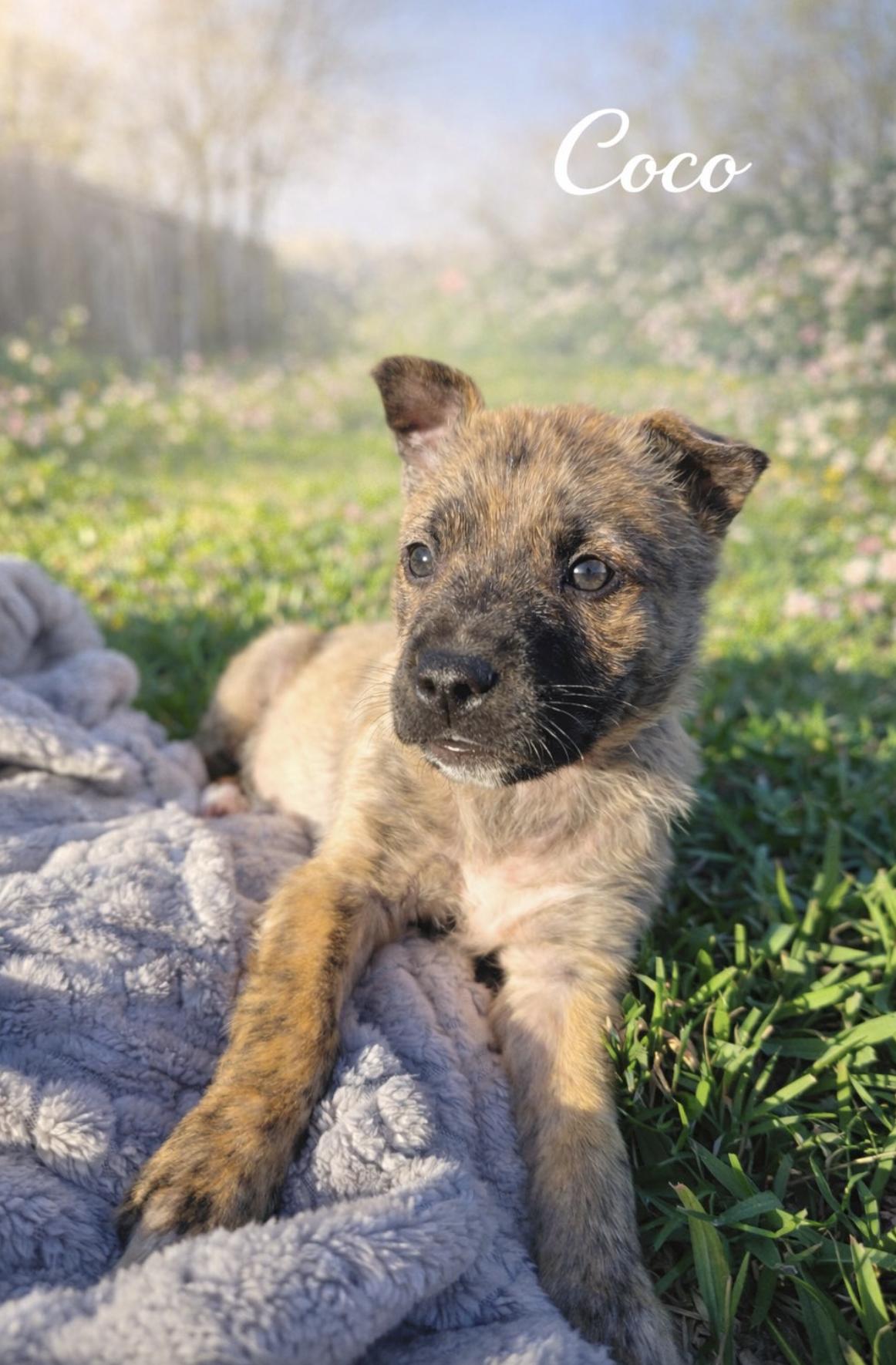 Coco — thumbnail 2