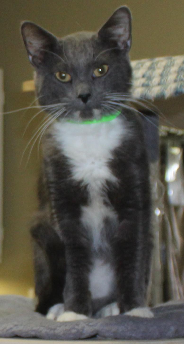Boulder, Adoptable, Adult Male Domestic Short Hair.
