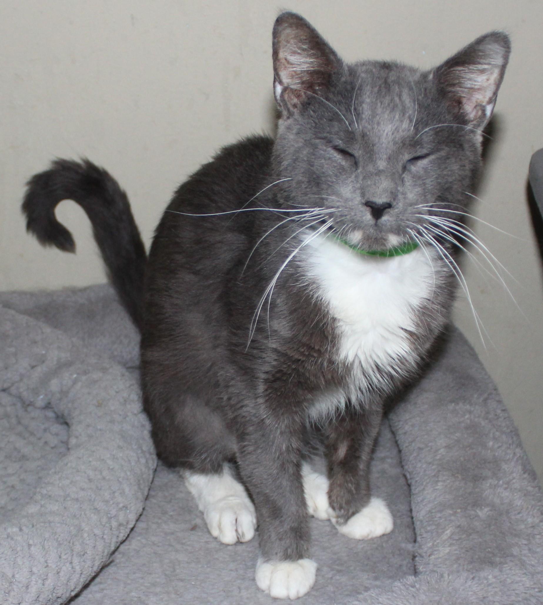 Enlarge Boulder, a Adoptable mixed breed in Huron, SD image 2/4