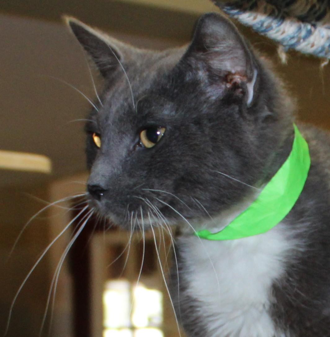 Enlarge Boulder, a Adoptable mixed breed in Huron, SD image 3/4