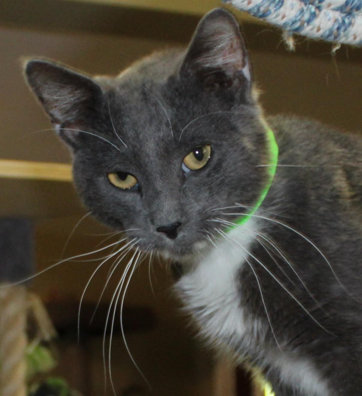 Enlarge Boulder, a Adoptable mixed breed in Huron, SD image 4/4