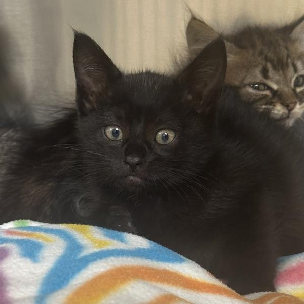 Enlarge Aja, a Adoptable mixed breed in Walnut Creek, CA image 1/1