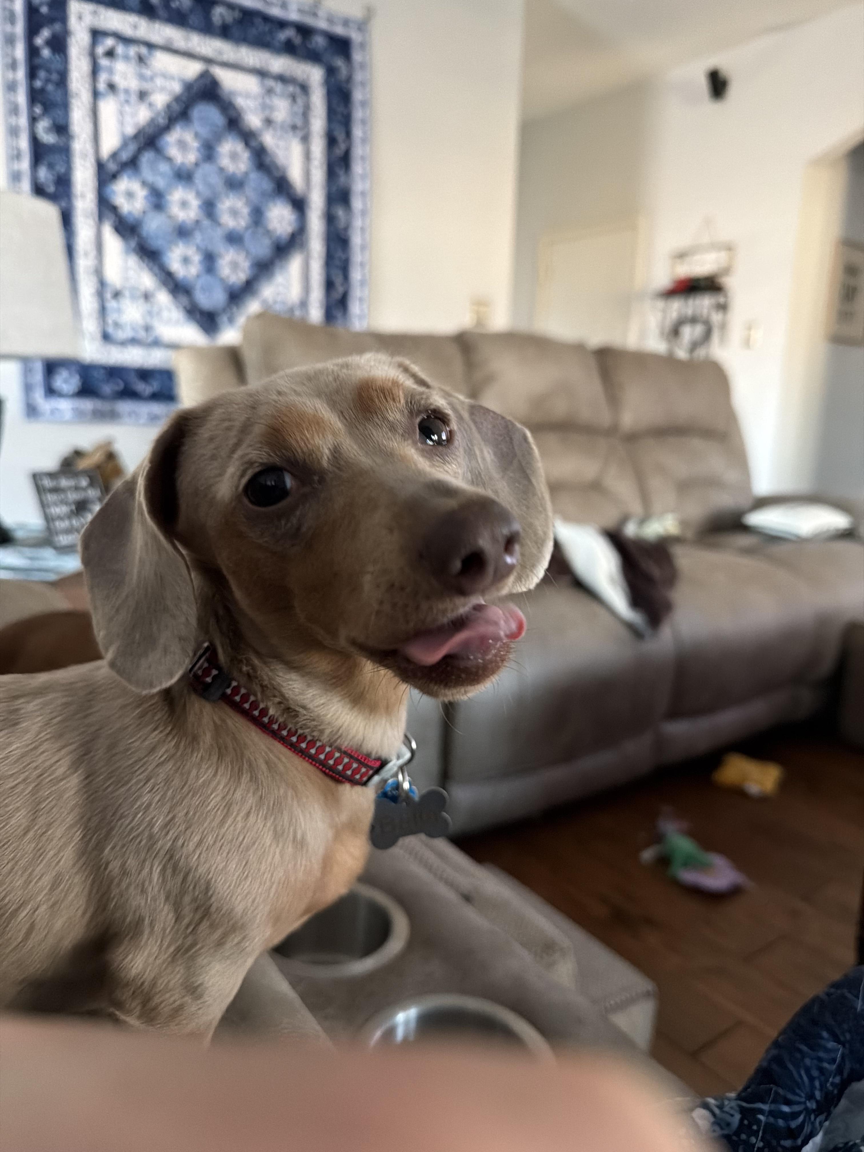 Enlarge Winnie, an adopted Dachshund in Colleyville, TX image 1/1
