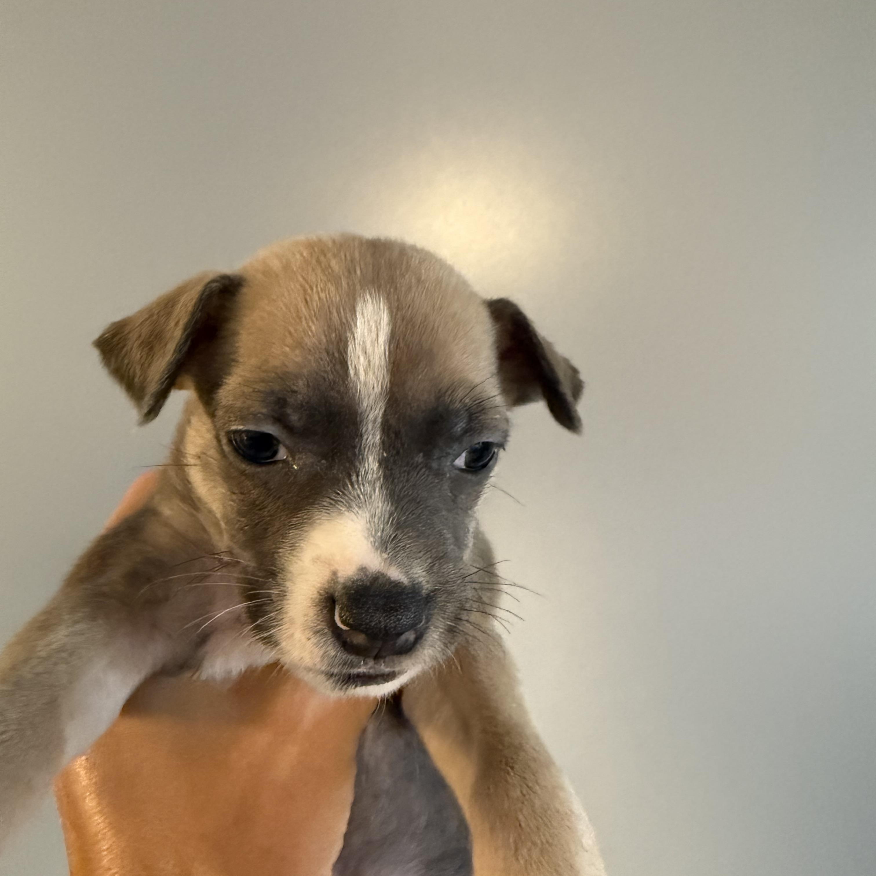 Saucony (Milestone litter)