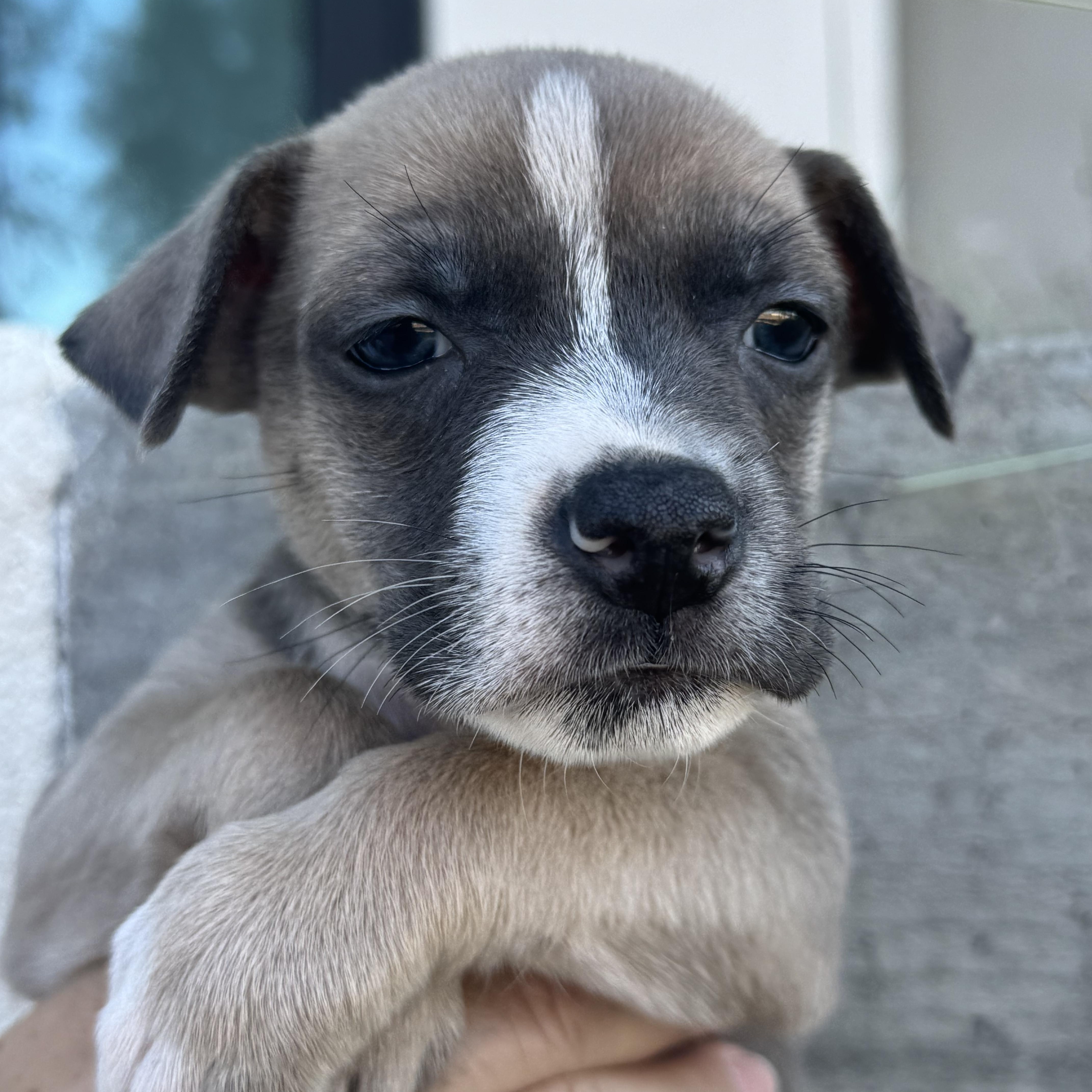 Saucony (Milestone litter)