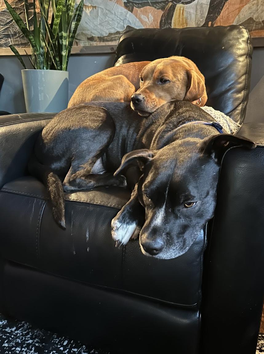 Key, a Adoptable Hound in Roswell, GA image 6/6