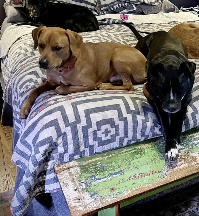 Key, a Adoptable Hound in Roswell, GA image 4/6