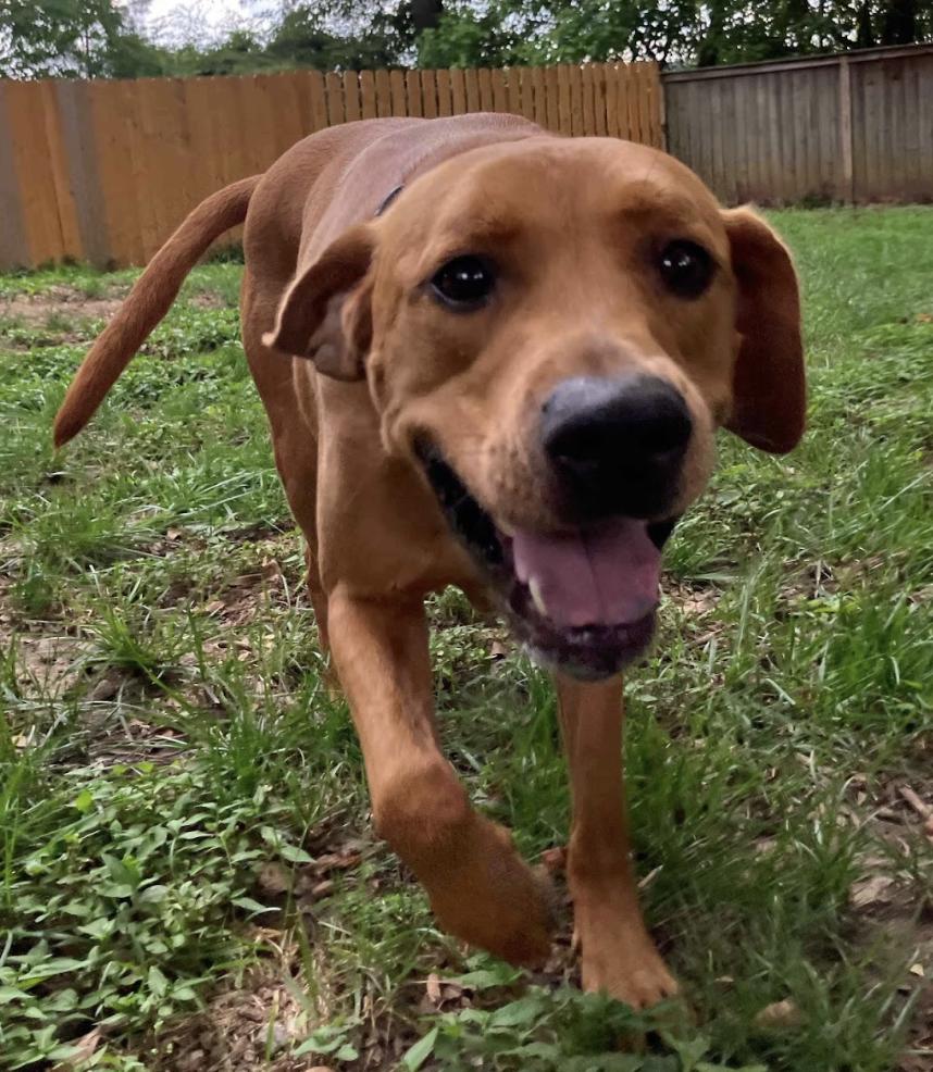 Key, a Adoptable Hound in Roswell, GA image 5/6