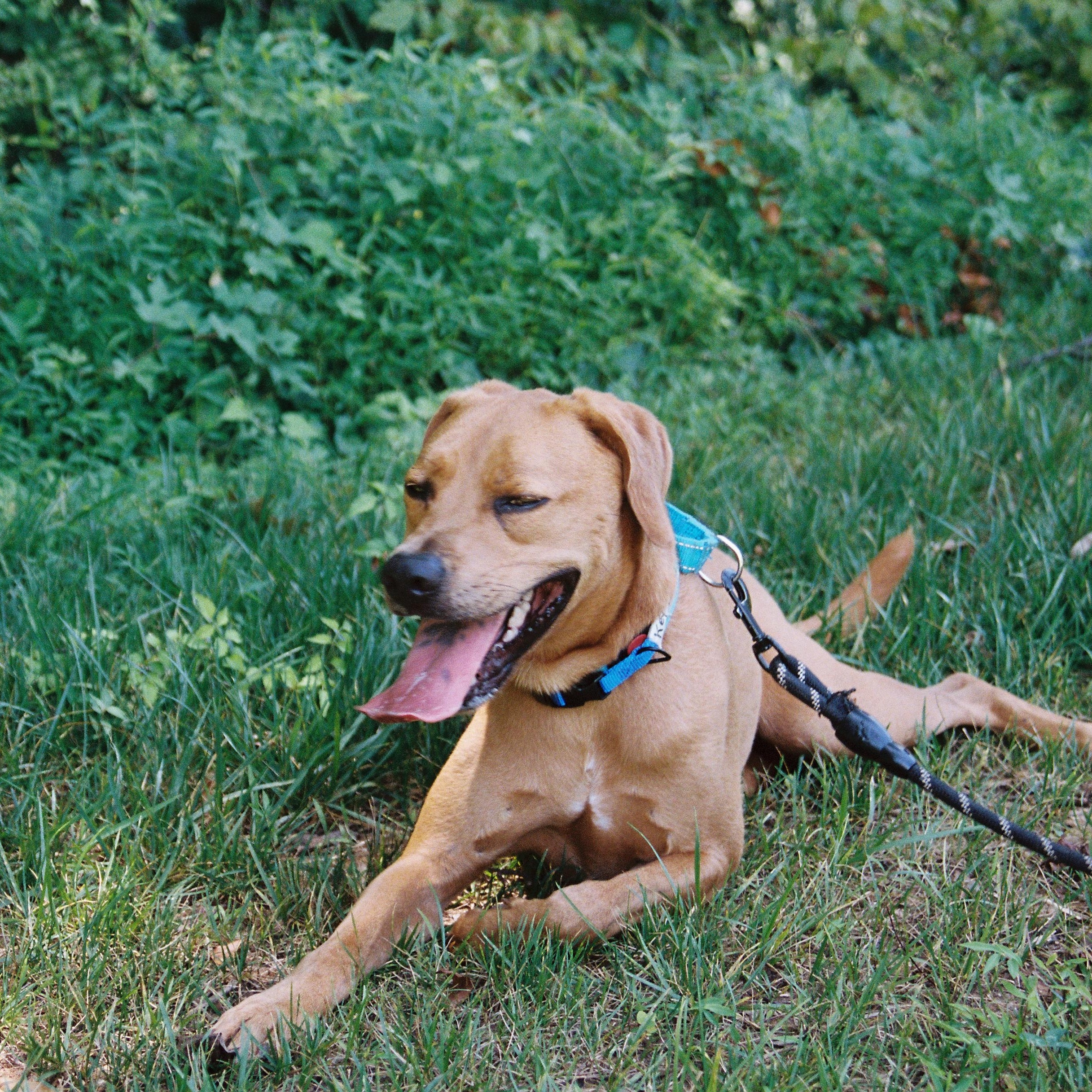 Enlarge Keith, a Adoptable Hound in Roswell, GA image 2/6