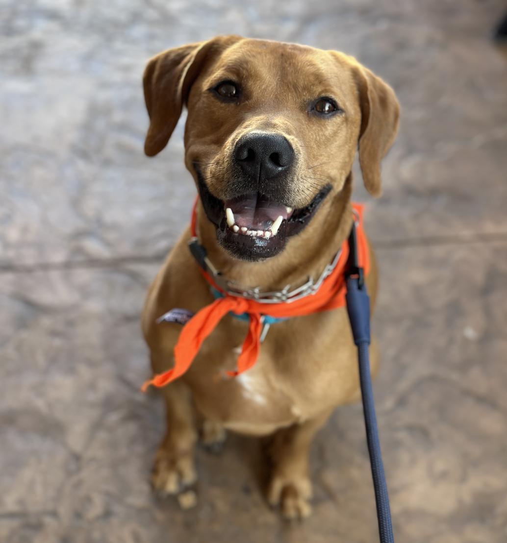 Key, a Adoptable Hound in Roswell, GA image 2/6