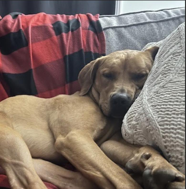 Key, a Adoptable Hound in Roswell, GA image 3/6